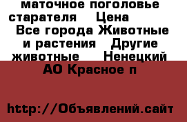 маточное поголовье старателя  › Цена ­ 2 300 - Все города Животные и растения » Другие животные   . Ненецкий АО,Красное п.